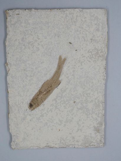 null Oligocene dapalis macrurus fossil fish. 

About 35 million years old.

Width:...