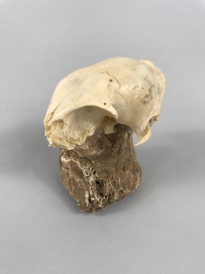 null Crâne de chat dont la mâchoire inférieure est absente.

Soclée sur os préhistorique....
