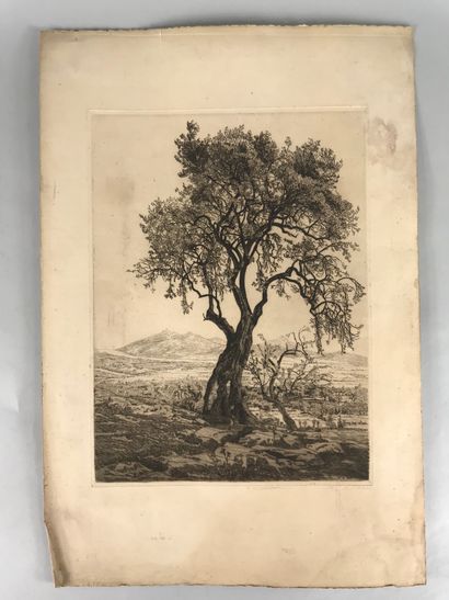 null François MARECHAL (1861-1945) 

The olive tree 

Etching 

Signed lower right....
