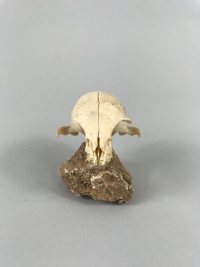 null Cat skull with missing lower jaw.

Base on prehistoric bone. Object of curiosity.

Height...