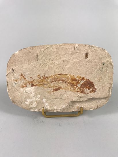 null Poisson fossile Diplomystus. Sur plaque calcaire.

Crétacé supérieur, env 80...