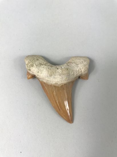 null Tooth of giant shark fossil Otodus. It was about ten meters long, and fed on...