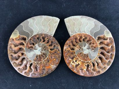 null Ammonite from Madagascar: Cleniceras sp. from the Albian, a geological stage...