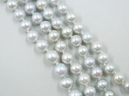 null Necklace of gray cultured pearls in fall. 

Diameter: 6 to 9mm. Length: 64c...
