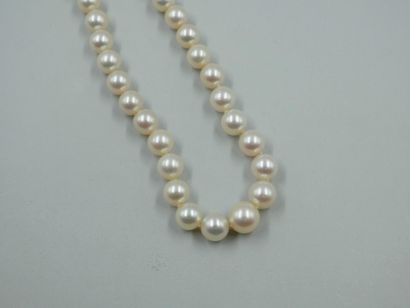 null Necklace of pearls in fall, the clasp in white gold 18k and diamonds. Safety...