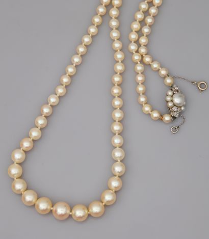 null Necklace of cultured pearls in fall of a diameter from 5 to 10mm. Flower clasp...