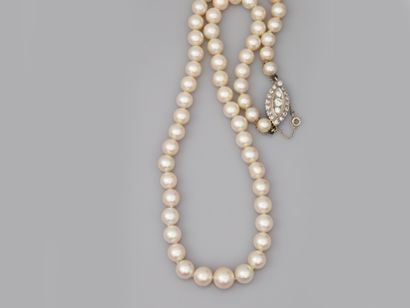 null Necklace of cultured pearls in light fall of a diameter of 6,5 to 9mm decorated...