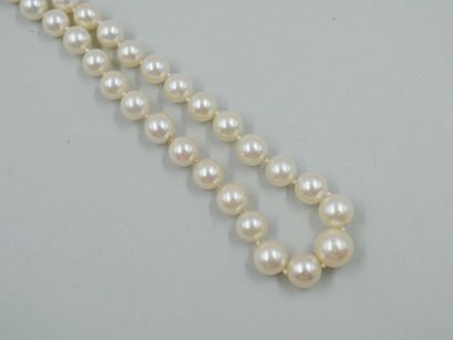 null Necklace of cultured pearls in fall. Clasp in 18k yellow gold. 

Length : 46cm....