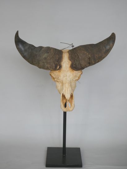 Grand crâne de buffle noir des savanes (Syncerus...