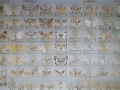 null Lot de boites de papillons et /ou insectes.

Collection ancienne de Lepidoptères...
