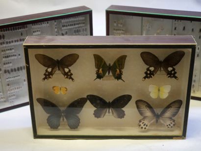Lot de boites de papillons et /ou insectes.

Collection...