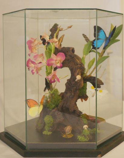 Composition papillon et orchidées

Boite...