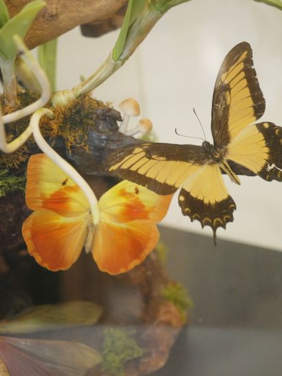 null Composition papillon et orchidées

Boite vitrée hexagonale