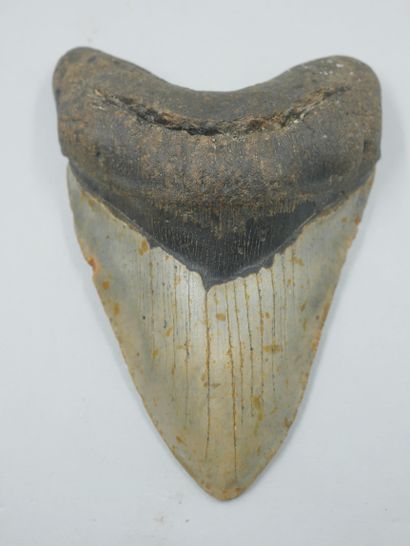 Grande dent de Carcharodon Megalodon (Carcharocles)...