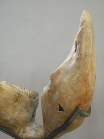  Mandibule de mammouth fossilisée. 
66 X 48 X 35cm environ 
Hauteur avec le socle...