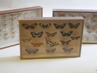 Lot de boites de papillons et /ou insectes.

Collection...