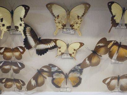 null Lot de quatre boîtes entomologiques sous-verre contenant des papillons, dont...