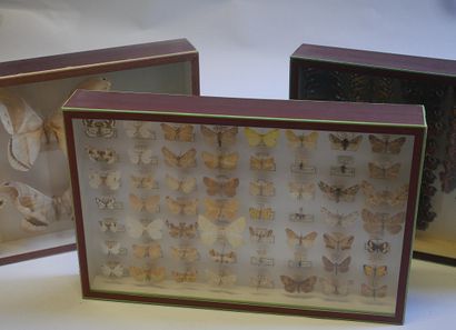 Lot de boites de papillons et /ou insectes....