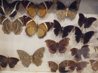 null Lot de quatre boîtes entomologiques sous-verre contenant des papillons, dont...