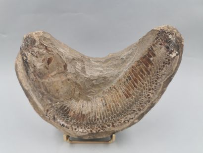 null 
Poisson fossilisé. 

Larg.:16cm.
