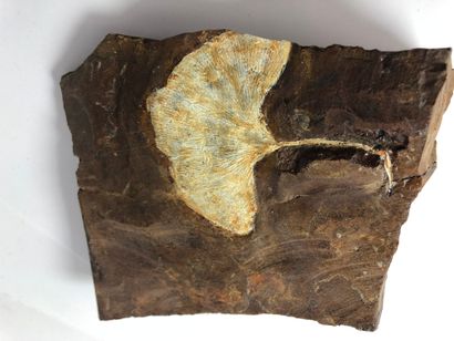 null Ginkgo.

Ginkgo Adiantoides, du Paléocène (entre 66 et 56 millions d’années).

Belle...
