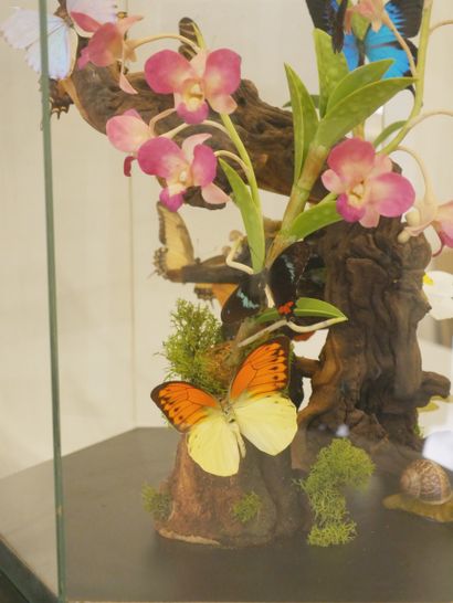 null Composition papillon et orchidées

Boite vitrée hexagonale