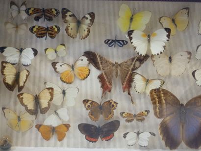null Lot de trois boites entomologiques sous-verre contenant des papillons, dont...