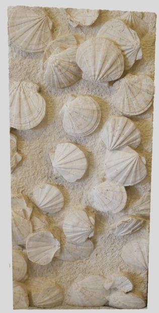 null Importante plaque de PECTENS (Coquilles de Saint Jacques) agglomérés et fossilisés....