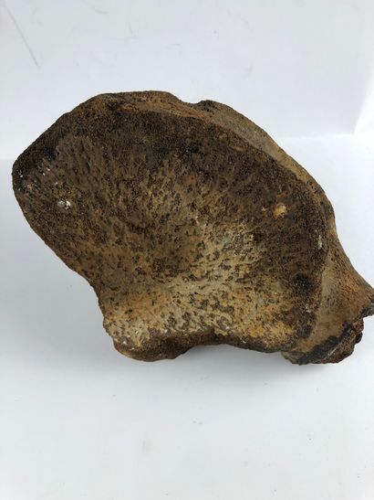 null Vertèbre de baleine.

Vertèbre de baleine, trouvée en Floride et datant du pléistocène.

20...