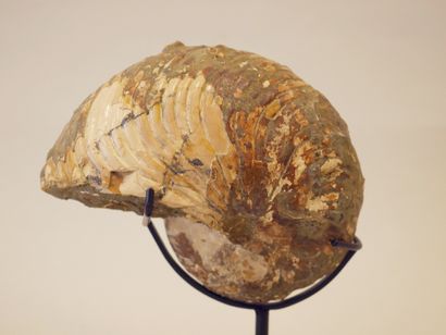  Nautile fossile - Cétacé inférieur. 
Soclé . 
Provenance : Madagascar. 
Haut. :...