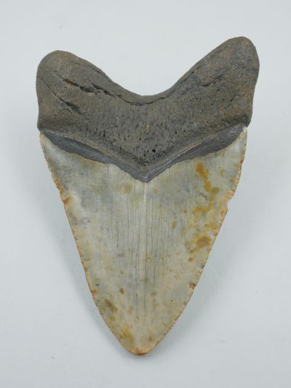 null Grande dent de Carcharodon Megalodon (Carcharocles) Miocène supérieur 

Haut....