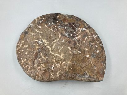 null 
Important fossile d'amonite

Larg.: 25cm.
