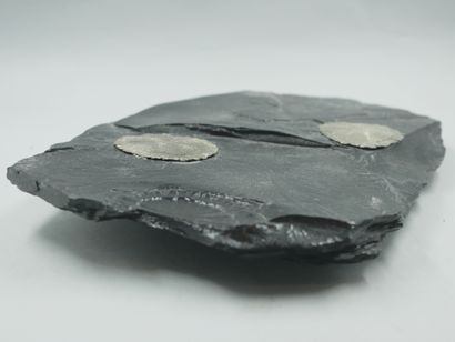 null Pyrites dites « dollar des sables» ou "solaire" sur bloc de pierre noire vitrifiée....
