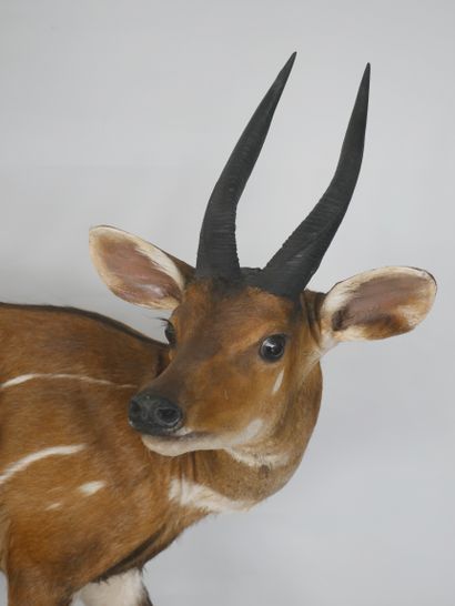 null Guib harnaché (Tragelaphus scriptus) mâle, naturalisé. 

En pied monté sur un...