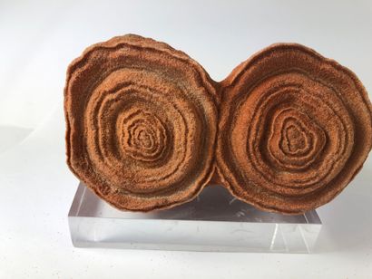 Stromatolithe.

Algue fossile du cambrien...