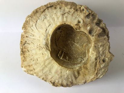  Goniatite Hypurite. 
Deux fossiles classiques. 
Une goniatite du dévonien d’Erfoud...