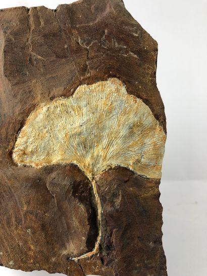 null Ginkgo.

Ginkgo Adiantoides, du Paléocène (entre 66 et 56 millions d’années).

Belle...