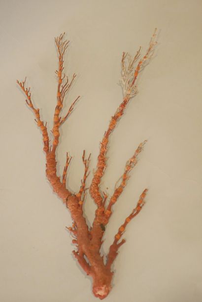 null Branche de corail bambou. Provenance : Thaïlande.

Haut. : 47,5 cm.