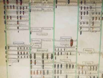 null Cinq boites d'entomologie composé d'une collection de coléopthère