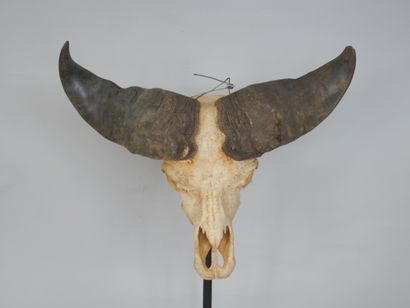 null Grand crâne de buffle noir des savanes (Syncerus caffer). 

Avec dentition supérieure,...