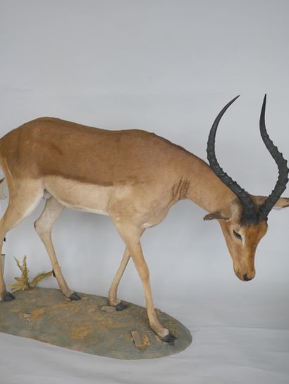 null Impala (Aepyceros melampus) mâle, naturalisé. 

En pied sur une base naturaliste....