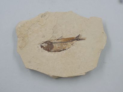 null Fossil de poisson. 

Largeur : 8cm.
