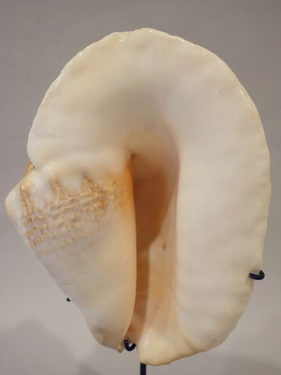 Strombe goliath 

Avec son periostracum (couche

cornée...