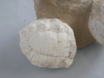 null Groupe de deux tortues fossilisées.

Provevance : Chine.

(L'une imitation)