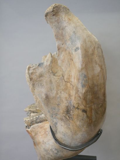  Mandibule de mammouth fossilisée. 
66 X 48 X 35cm environ 
Hauteur avec le socle...