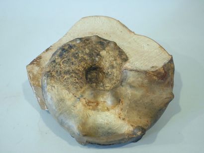 Belle ammonite en pierre calcaire. 

Période...