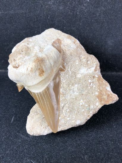 null Dent de requin .

Dent de requin, Lamna sp. de l’Eocène (de 56 à 35 millions...
