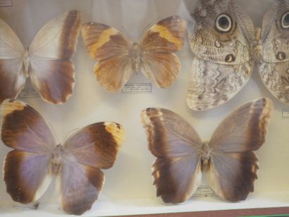 null Lot de boites de papillons et /ou insectes.

Collection ancienne de Lepidoptères...