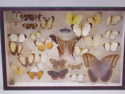 null Lot de trois boites entomologiques sous-verre contenant des papillons, dont...