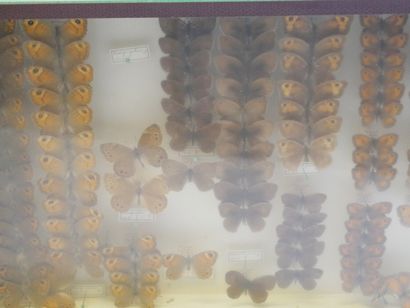null Lot de boites de papillons et /ou insectes.

Collection ancienne de Lepidoptères...